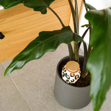 Charger l'image dans la galerie, Pflanzenbewässerung Olla light leopard