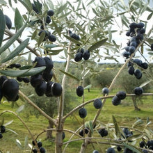 Lade das Bild in den Galerie-Viewer, Natives Olivenöl aus Südportugal
