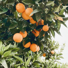 Load image into Gallery viewer, Candle made from soy wax, amber & orange