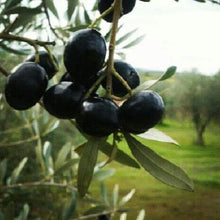Lade das Bild in den Galerie-Viewer, Natives Olivenöl aus Südportugal
