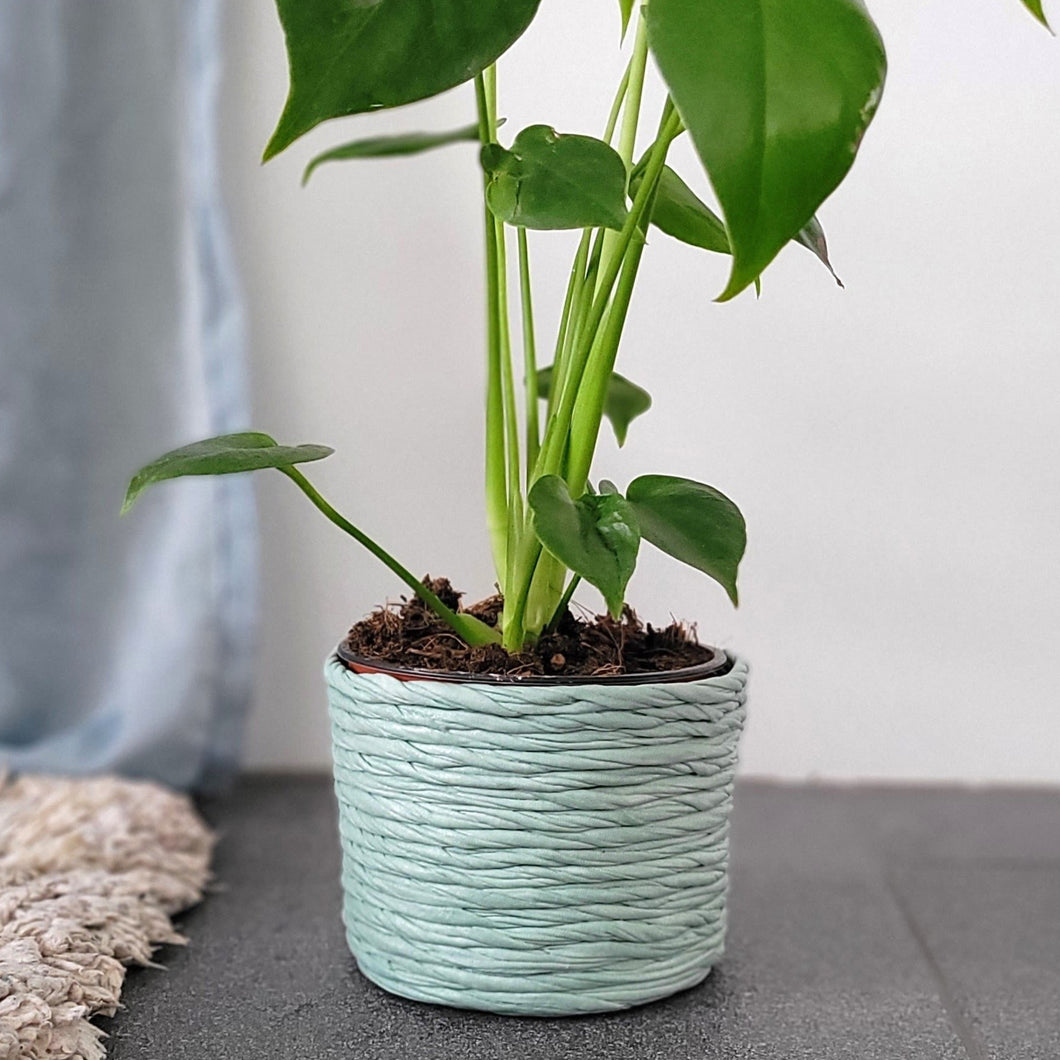 Plant pot small mint